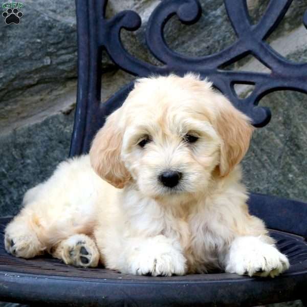 Sally, Mini Goldendoodle Puppy