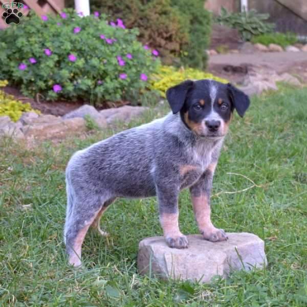 Sally, Blue Heeler – Australian Cattle Dog Puppy