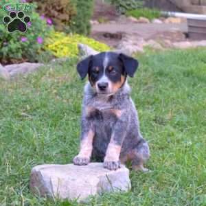 Sally, Blue Heeler – Australian Cattle Dog Puppy