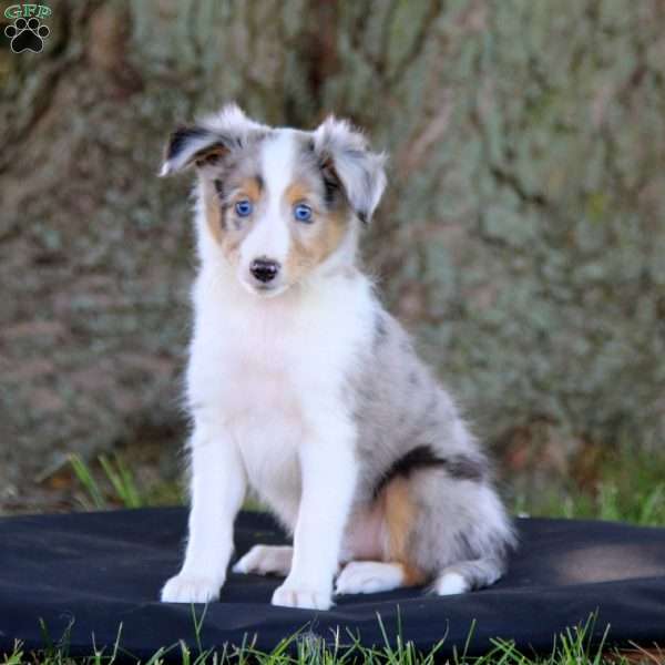 Sammy, Collie Puppy