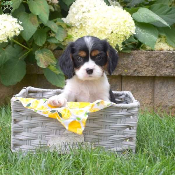 Sampson, Cavalier King Charles Spaniel Puppy