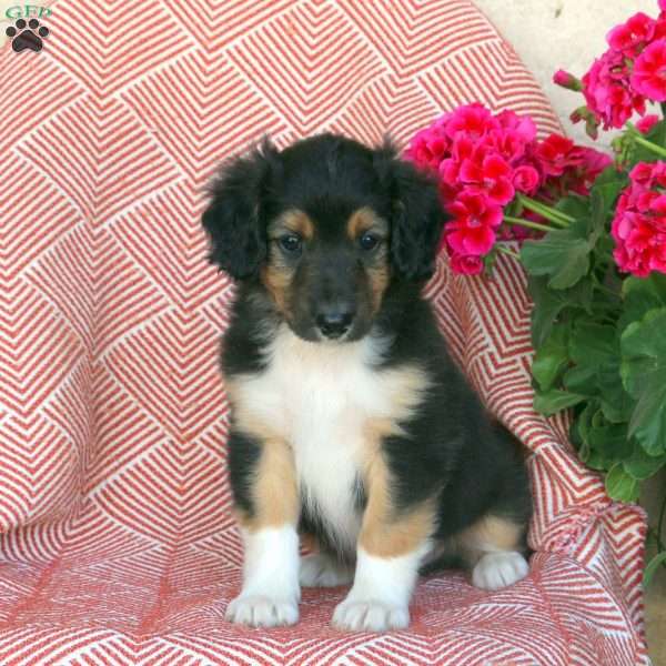 Sampson, Border Collie Mix Puppy