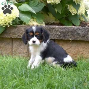 Sampson, Cavalier King Charles Spaniel Puppy