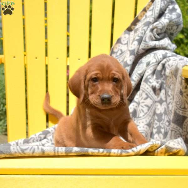 Samson, Fox Red Labrador Retriever Puppy