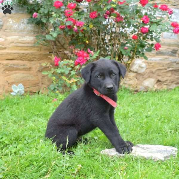 Samson, English Shepherd Mix Puppy