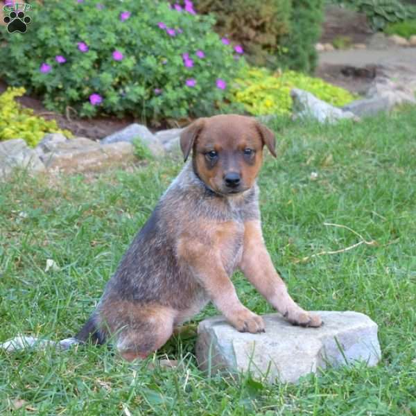 Sandy, Blue Heeler – Australian Cattle Dog Puppy