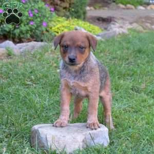 Sandy, Blue Heeler – Australian Cattle Dog Puppy