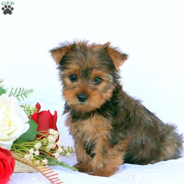 Sandy, Yorkie Puppy