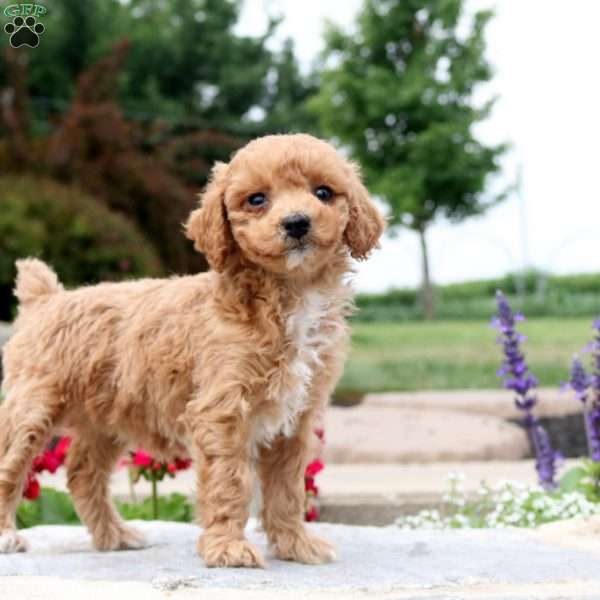 Sandy, Toy Poodle Puppy