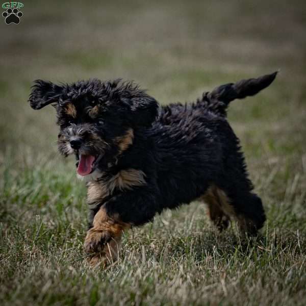 Sarah, Mini Bernedoodle Puppy