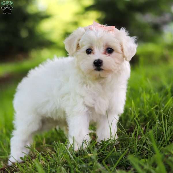 Sarah, Maltipoo Puppy