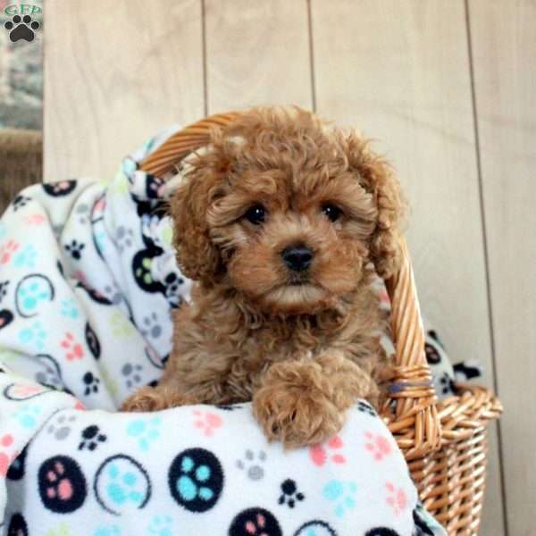 Sarah, Cavapoo Puppy