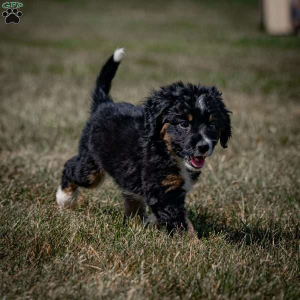 Sarge, Mini Bernedoodle Puppy