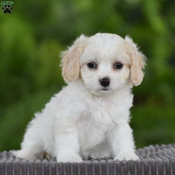 Sassafras, Cavachon Puppy