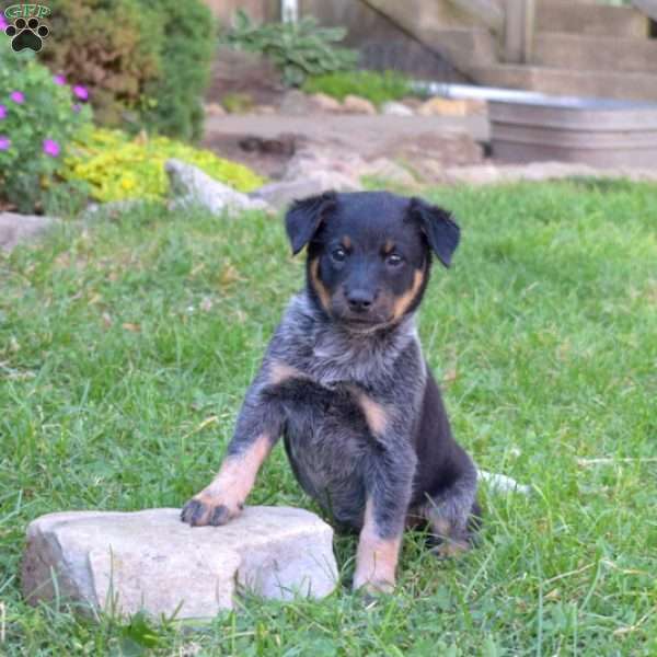 Sasha, Blue Heeler – Australian Cattle Dog Puppy