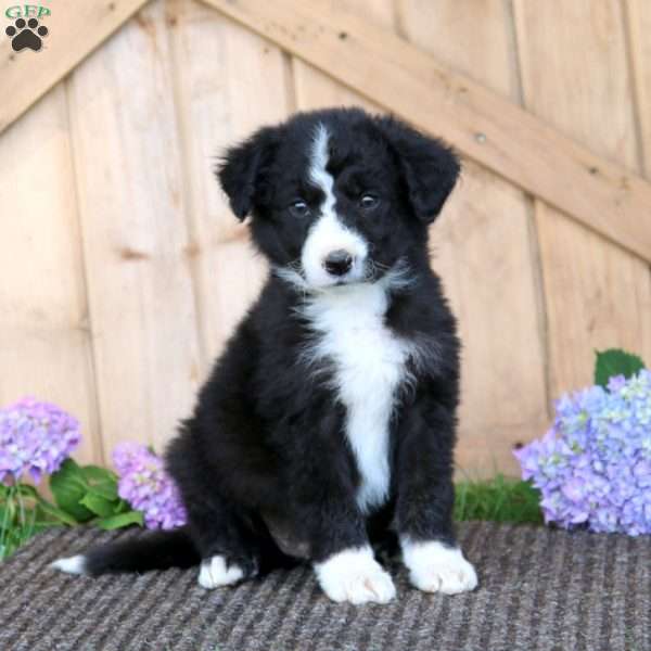 Sasha, Border Collie Puppy