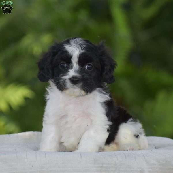 Sasha, Cavachon Puppy