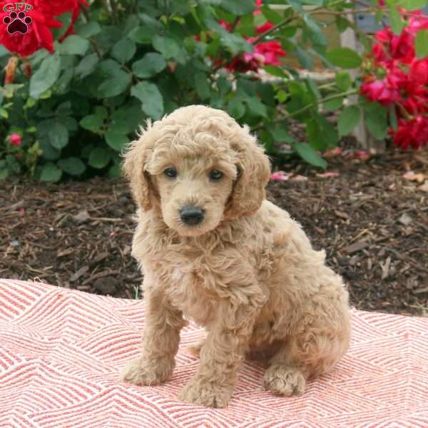 Sawyer, Miniature Poodle Puppy