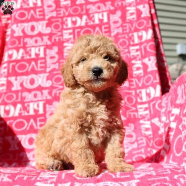 Sawyer, Mini Labradoodle Puppy