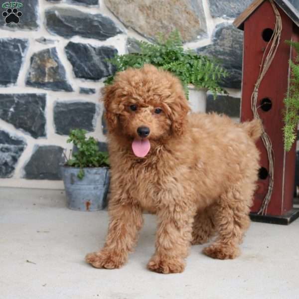 Sawyer, Miniature Poodle Puppy