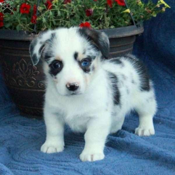 Scamp, Pembroke Welsh Corgi Puppy