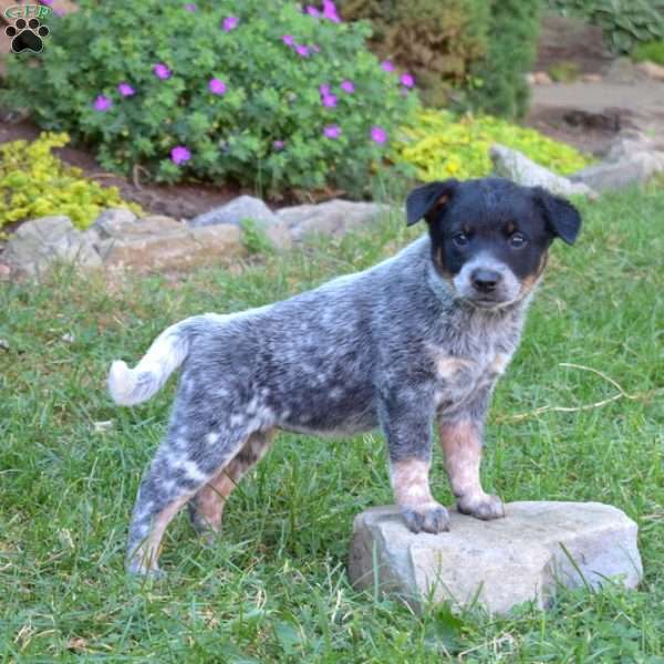 Scarlett, Blue Heeler – Australian Cattle Dog Puppy