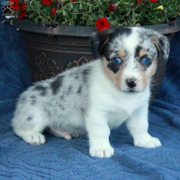 Scooter, Pembroke Welsh Corgi Puppy