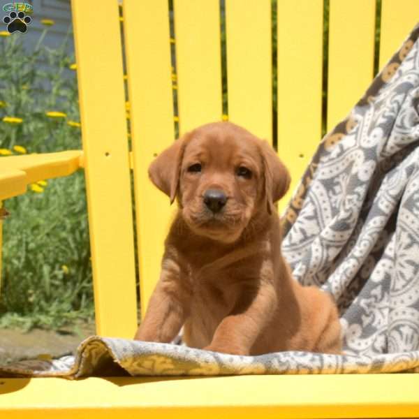 Scout, Fox Red Labrador Retriever Puppy