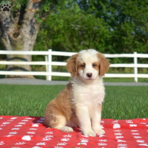 Scout, Mini Bernedoodle Puppy