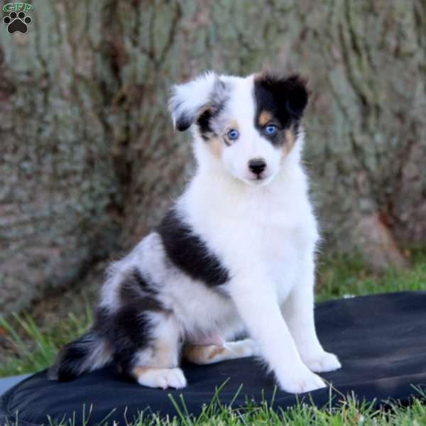 Scout, Collie Puppy