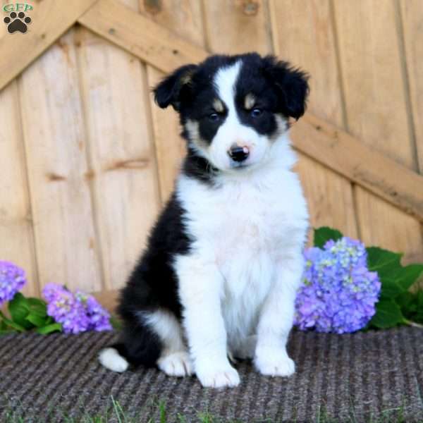 Scout, Border Collie Puppy