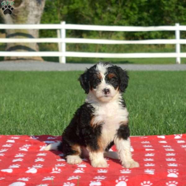 Seashell, Mini Bernedoodle Puppy