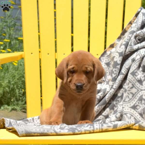 Seashell, Fox Red Labrador Retriever Puppy