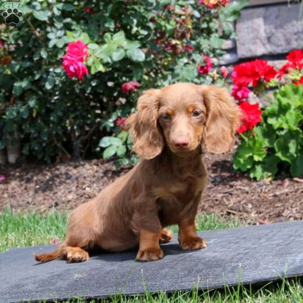 Sela, Dachshund Puppy