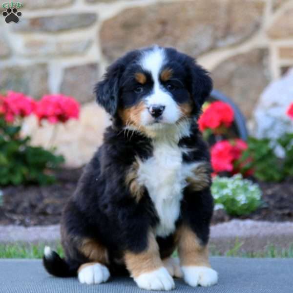 Sela, Bernese Mountain Dog Puppy