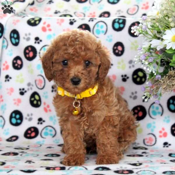 Seth, Miniature Poodle Puppy