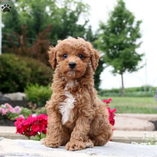 Seth, Toy Poodle Puppy