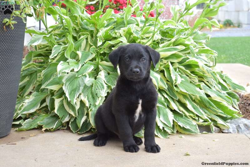 Labrador Shadow Shadow - Labrador Mix Puppy For Sale in Pennsylvania