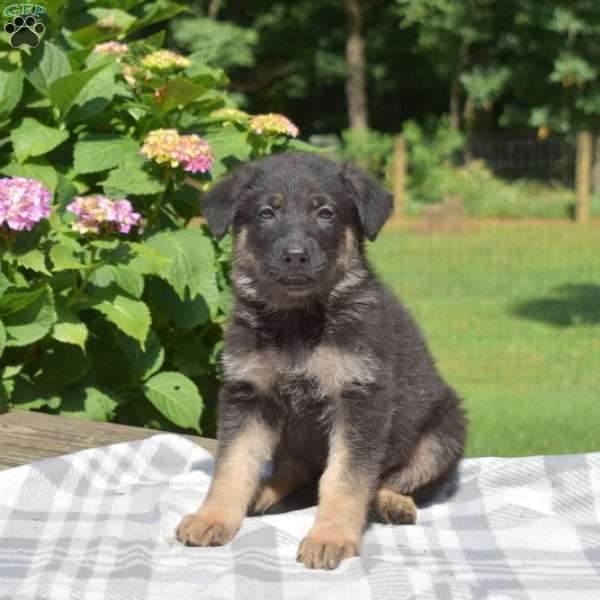 Shadow, German Shepherd Puppy