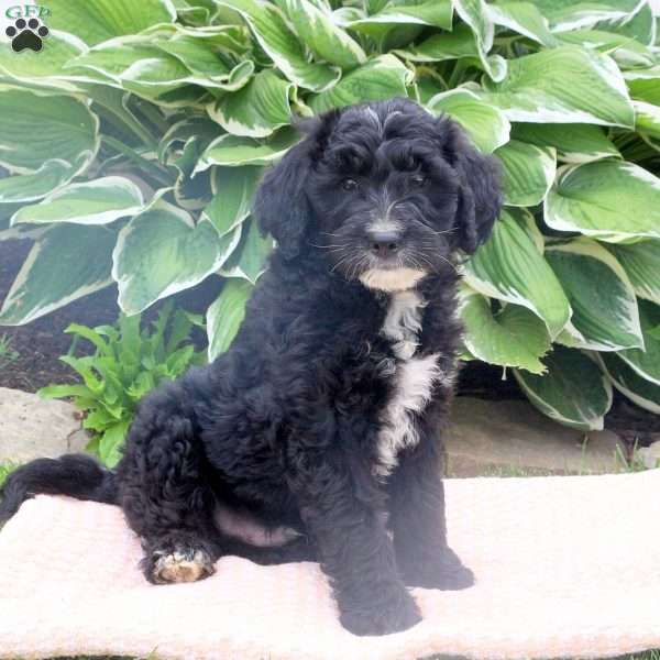 Shadow, Mini Goldendoodle Puppy