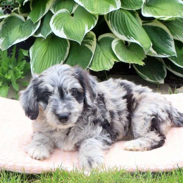 Shelly, Mini Goldendoodle Puppy