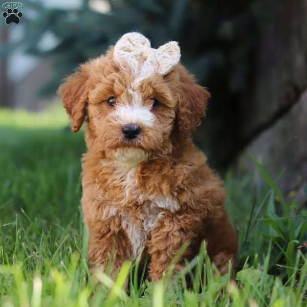 Shenzi, Mini Goldendoodle Puppy