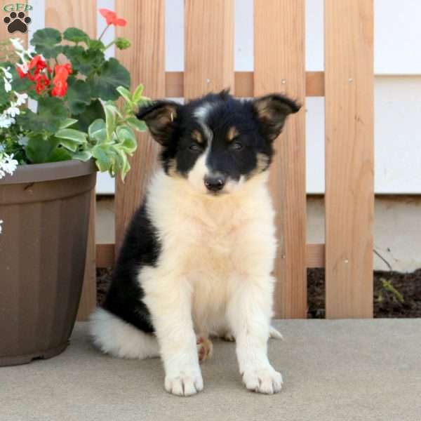 Shep, Border Collie Puppy