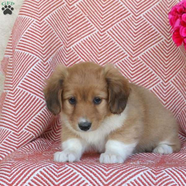 Shirley, Border Collie Mix Puppy