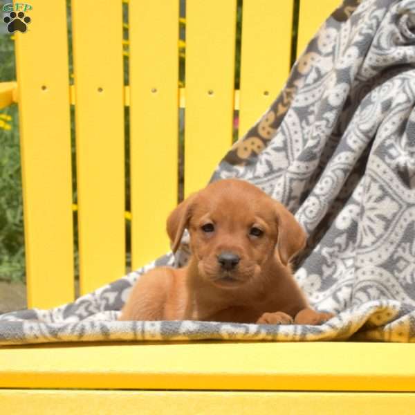 Sierra, Fox Red Labrador Retriever Puppy