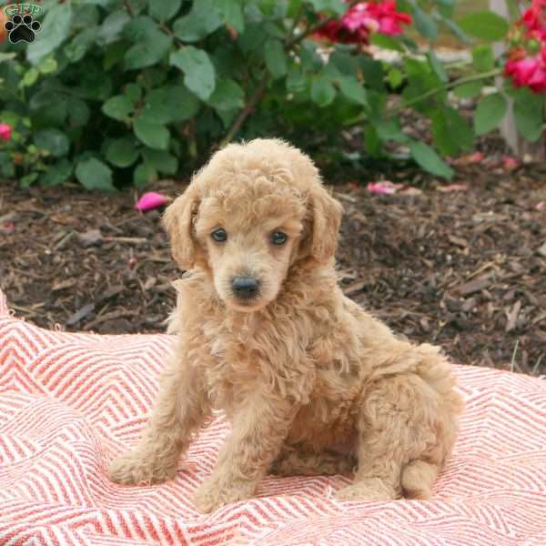 Silas, Miniature Poodle Puppy