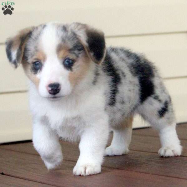 Silver, Pembroke Welsh Corgi Puppy