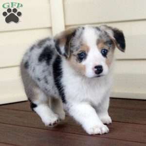 Silver, Pembroke Welsh Corgi Puppy