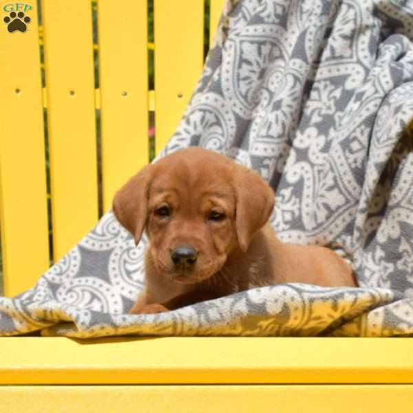 Simba, Fox Red Labrador Retriever Puppy