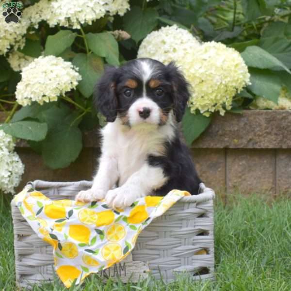 Simba, Cavalier King Charles Spaniel Puppy